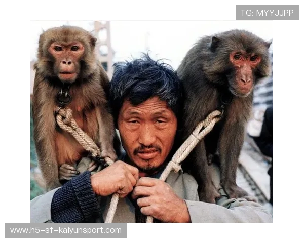 猴子偷走球：热带球场的日常，猴子偷家
